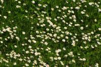 springflowers150517-02.jpg