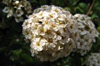 springflowers150520-02.jpg