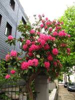 springflowers150520-04.jpg