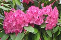 springflowers150520-05.jpg