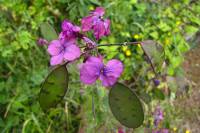 springflowers150527-01.jpg