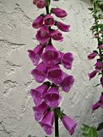springflowers150527-02.jpg