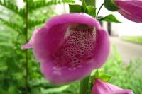 springflowers150527-03.jpg