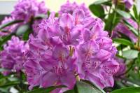 springflowers150527-06.jpg