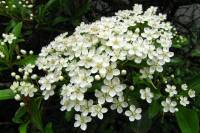 springflowers150527-07.jpg