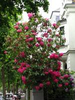 springflowers150527-11.jpg