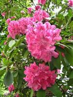 springflowers150527-12.jpg