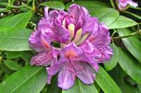 springflowers150527-13.jpg