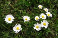 springflowers150527-14.jpg
