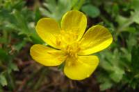 springflowers150527-16.jpg