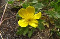 springflowers150527-17.jpg