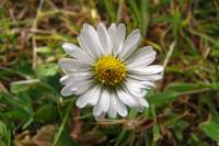 springflowers150527-18.jpg