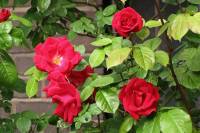 springflowers150527-19.jpg