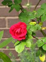springflowers150527-20.jpg