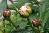 springflowers150527-21.jpg