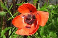 springflowers150527-24.jpg
