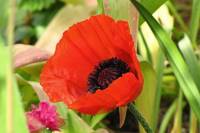 springflowers150527-25.jpg
