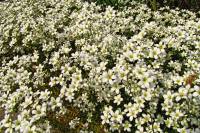springflowers150527-26.jpg