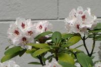 springflowers150527-28.jpg