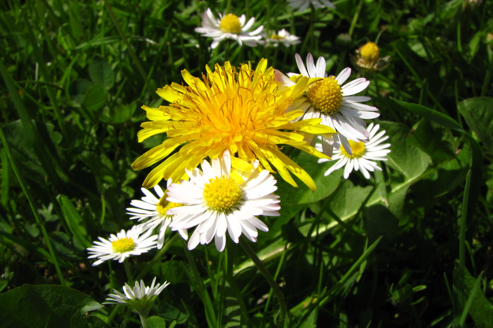springflowers150508-06.jpg