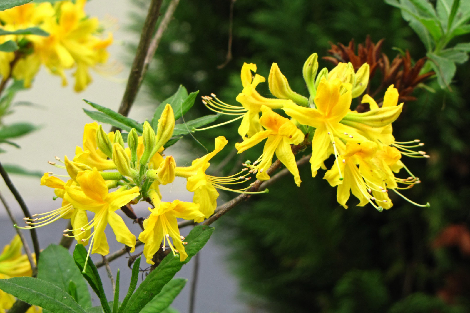 springflowers150511-02.jpg