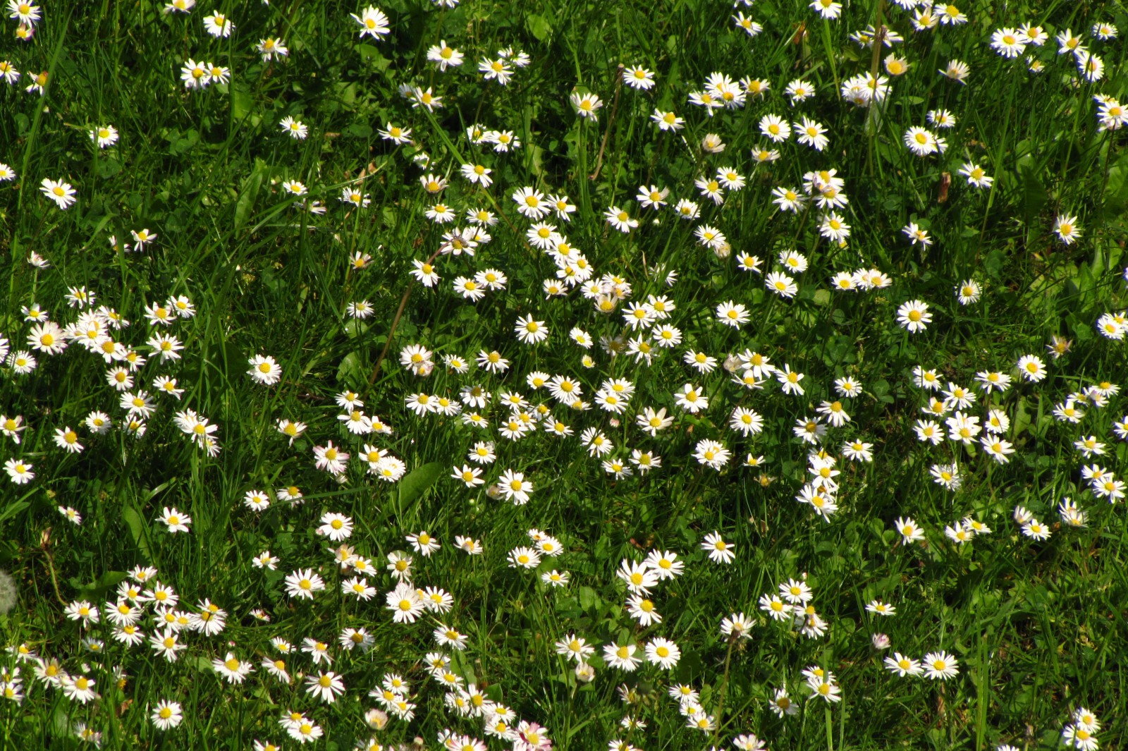 springflowers150517-02.jpg