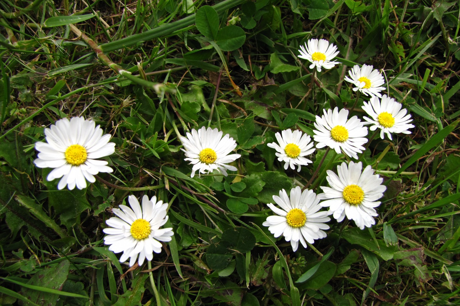 springflowers150527-15.jpg