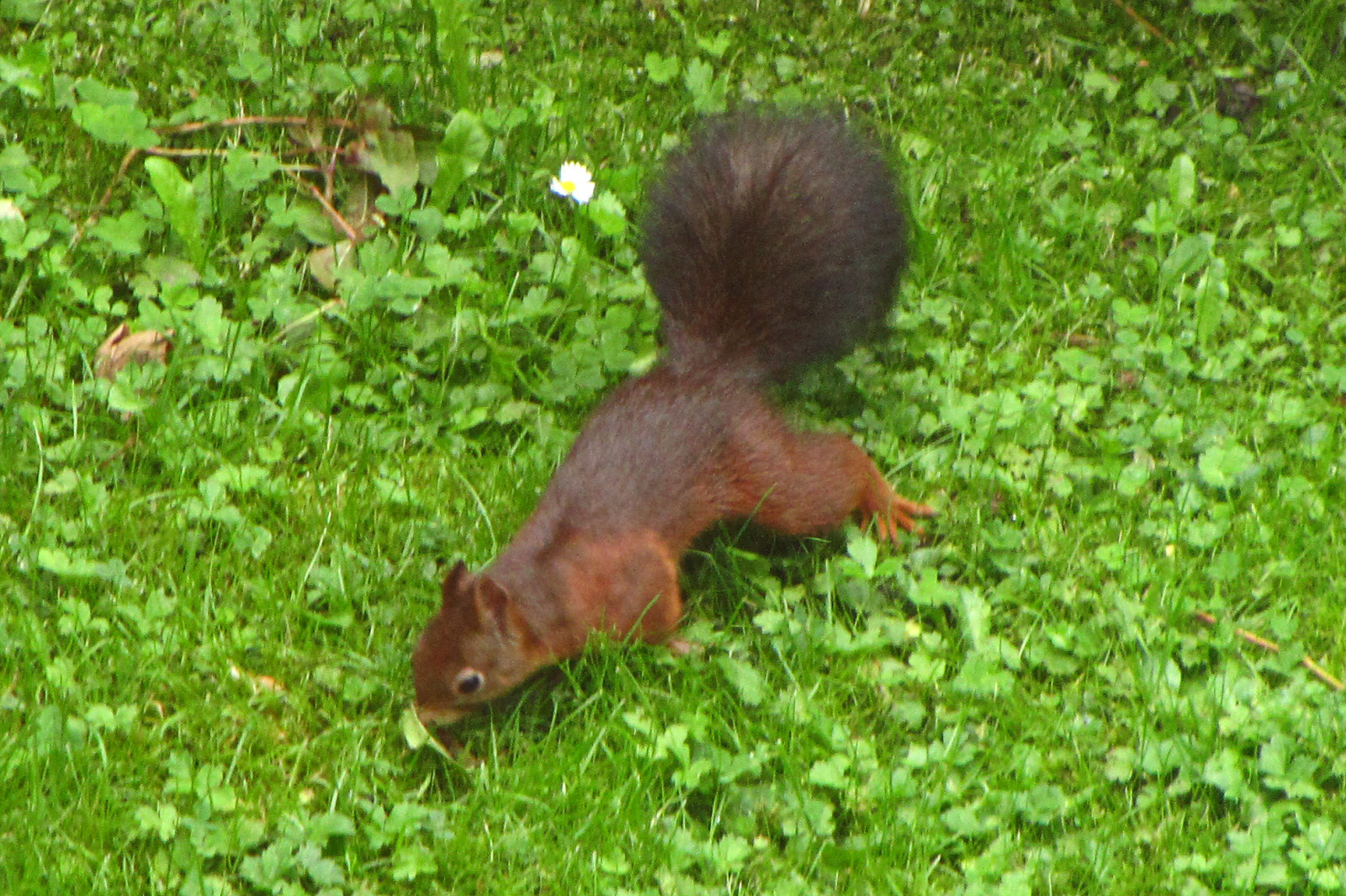 squirrel150924-01.jpg