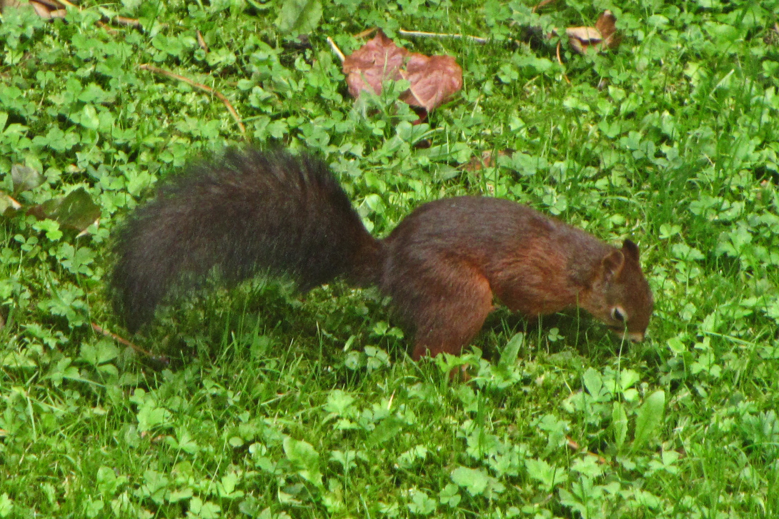 squirrel150924-02.jpg