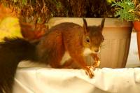 181020squirrels08.jpg