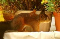 181020squirrels09.jpg
