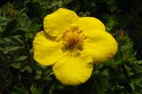 summerflowers002-140603.jpg