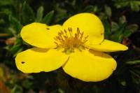 summerflowers003-140603.jpg