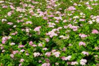 summerflowers004-140603.jpg