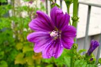 summerflowers006-140605.jpg