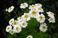summerflowers007-140605.jpg