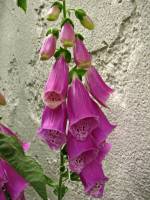 summerflowers008-140605.jpg