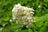 summerflowers010-140605.jpg