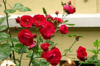summerflowers012-140605.jpg