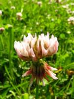 summerflowers016-140605.jpg