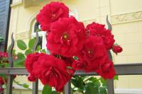 summerflowers019-140612.jpg
