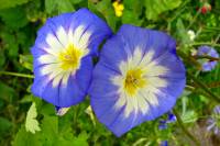 summerflowers020-140617.jpg