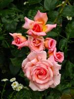summerflowers023-140617.jpg