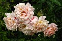 summerflowers024-140617.jpg