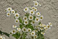 summerflowers025-140617.jpg