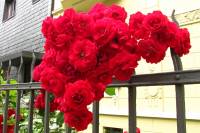 summerflowers027-140617.jpg