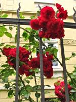 summerflowers028-140617.jpg