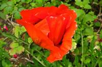 summerflowers029-140617.jpg