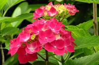 summerflowers031-140617.jpg
