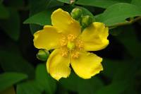 summerflowers034-140617.jpg